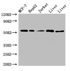 MYST1 Antibody