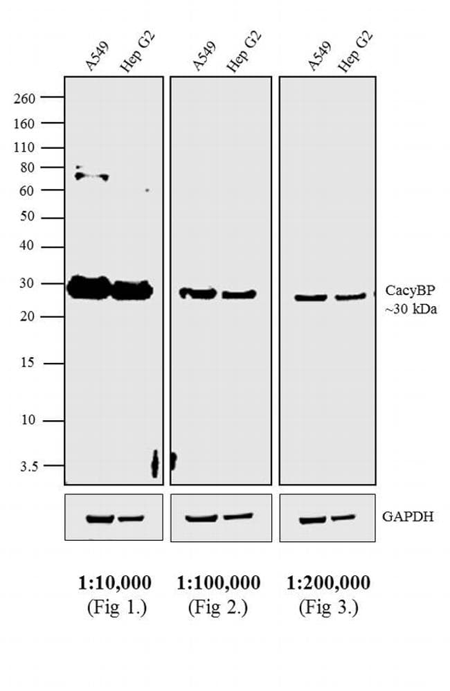 Goat Anti-Rabbit IgG Secondary Antibody (HRP)