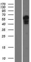 ENL / MLLT1 Protein (Over-Expression Lysate Myc-DDK (Flag))