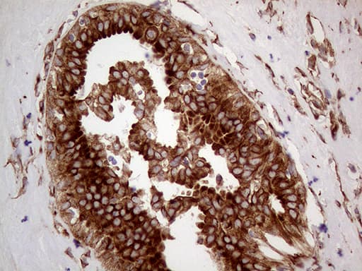HABP2 Antibody (aa33-330, clone OTI8D6, Carrier-free)