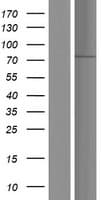 SH2B1 Protein (Over-Expression Lysate Myc-DDK (Flag))