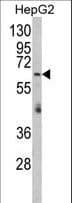 RARS2 / ARGRS Antibody (aa369-399)