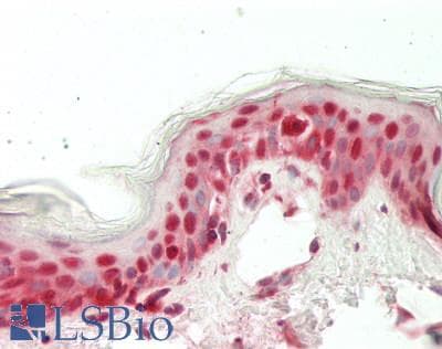 IHC-plus™ SEC13 Antibody (aa270-320)