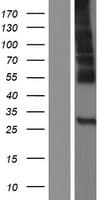 MFSD12 Protein (Over-Expression Lysate Myc-DDK (Flag))