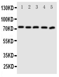 ABCG5 Antibody (aa116-131)