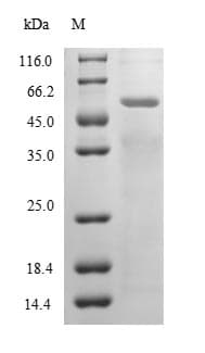 Trichoderma 6GAL Protein (Recombinant 10His, N-terminus)