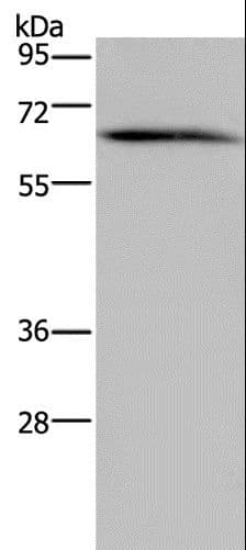 NCF2 / NOXA2 / p67phox Antibody