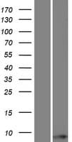 Human TOMM6 Protein (Over-Expression Lysate Myc-DDK (Flag))