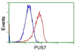 PUS7 Antibody (clone OTI4H5)