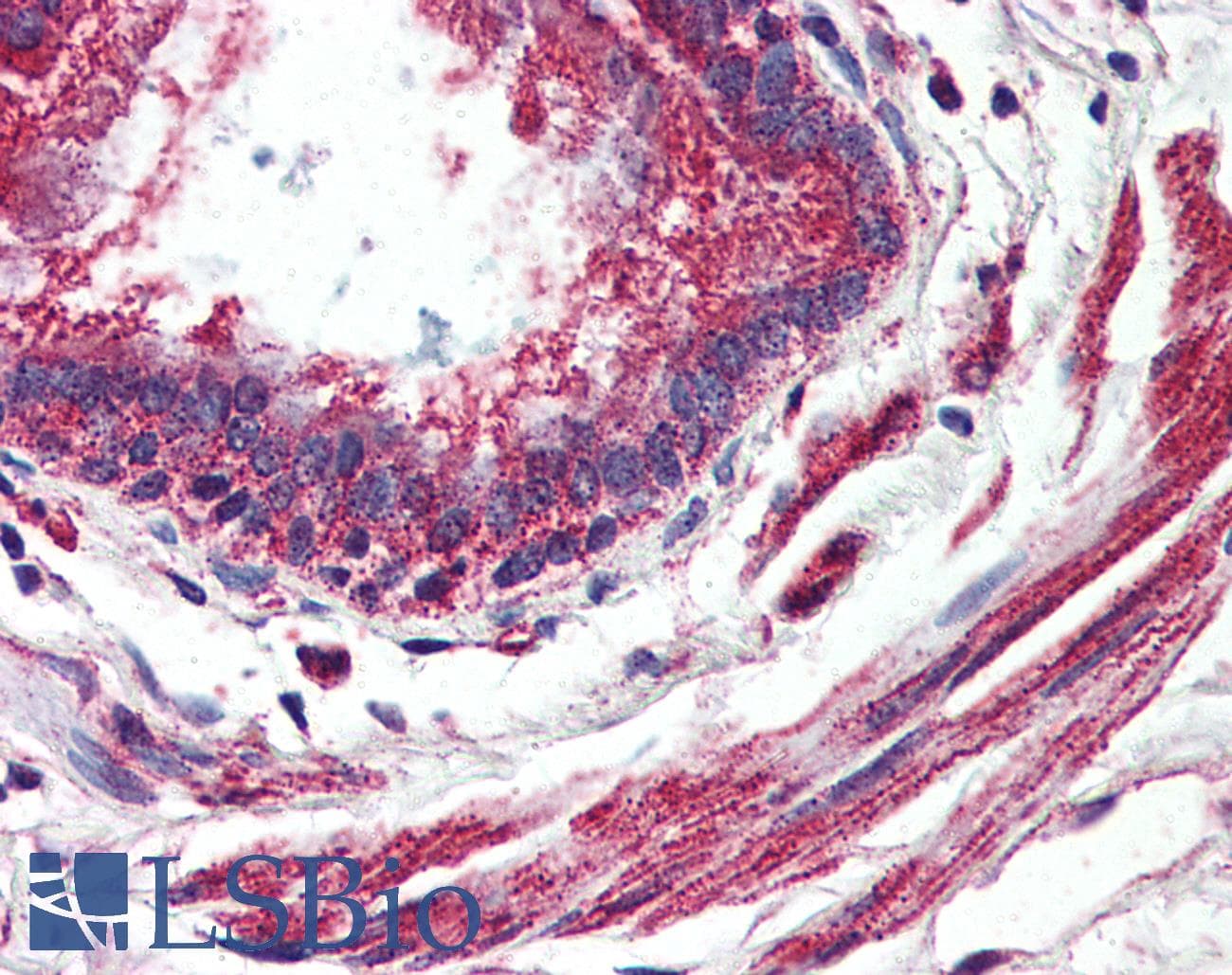 IHC-plus™ GPR150 Antibody (C-Terminus)