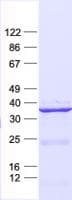 Human NGDN Protein (Recombinant His, N-Terminal)