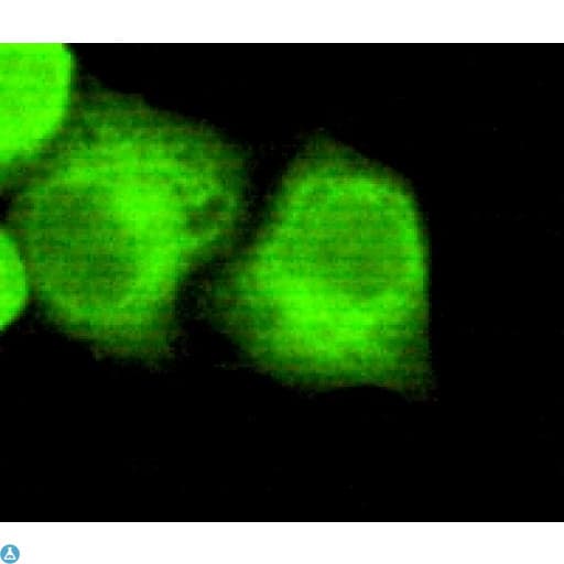 NPM1 / NPM / Nucleophosmin Antibody