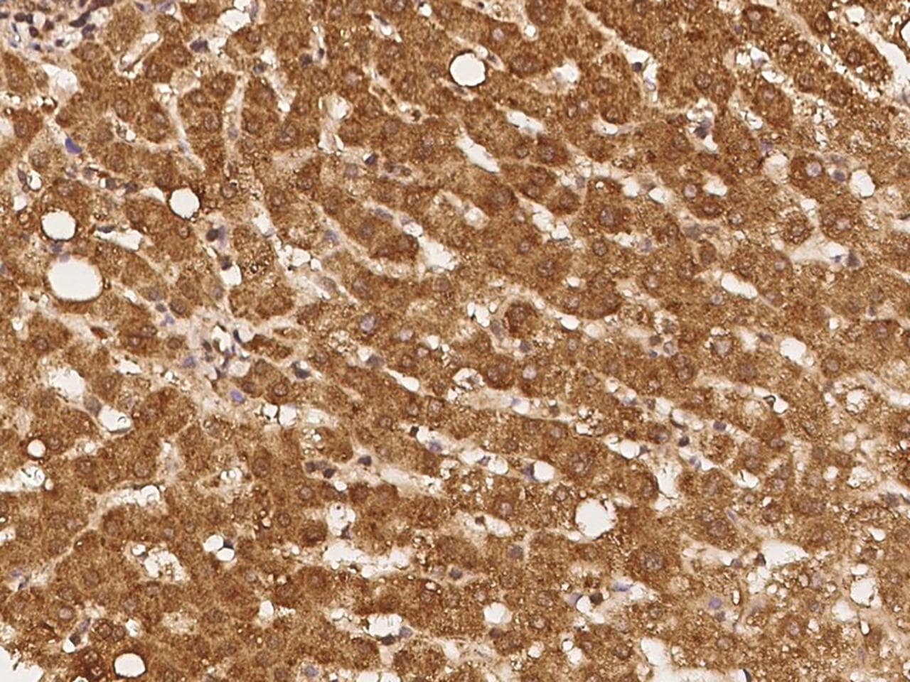 REXO1 / REX1 Antibody