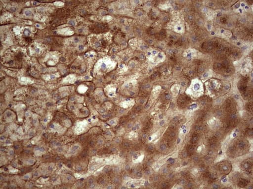 Monoclonal Mouse anti-Human APOE / Apolipoprotein E Antibody (clone OTI3D3, Carrier-free, IHC, WB)