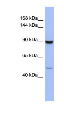 ZFP28 Antibody (aa791-840)