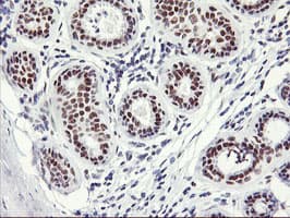 NABP2 Antibody (clone OTI1E11, Carrier-free)
