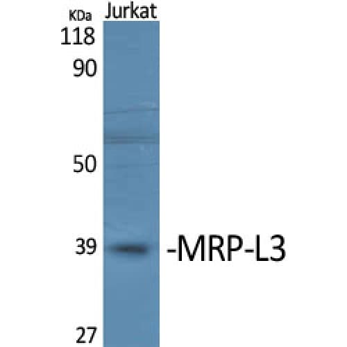MRPL3 Antibody (20-100 aa, Internal)
