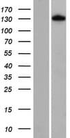 FNIP1 Protein (Over-Expression Lysate Myc-DDK (Flag))