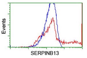 SERPINB13 / HUR7 Antibody (clone OTI1D4)