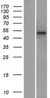 MFSD1 Protein (Over-Expression Lysate Myc-DDK (Flag))
