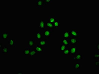 HIST1H3A Antibody