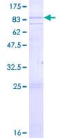 Human PAEL Receptor / GPR37 Protein (Recombinant GST)