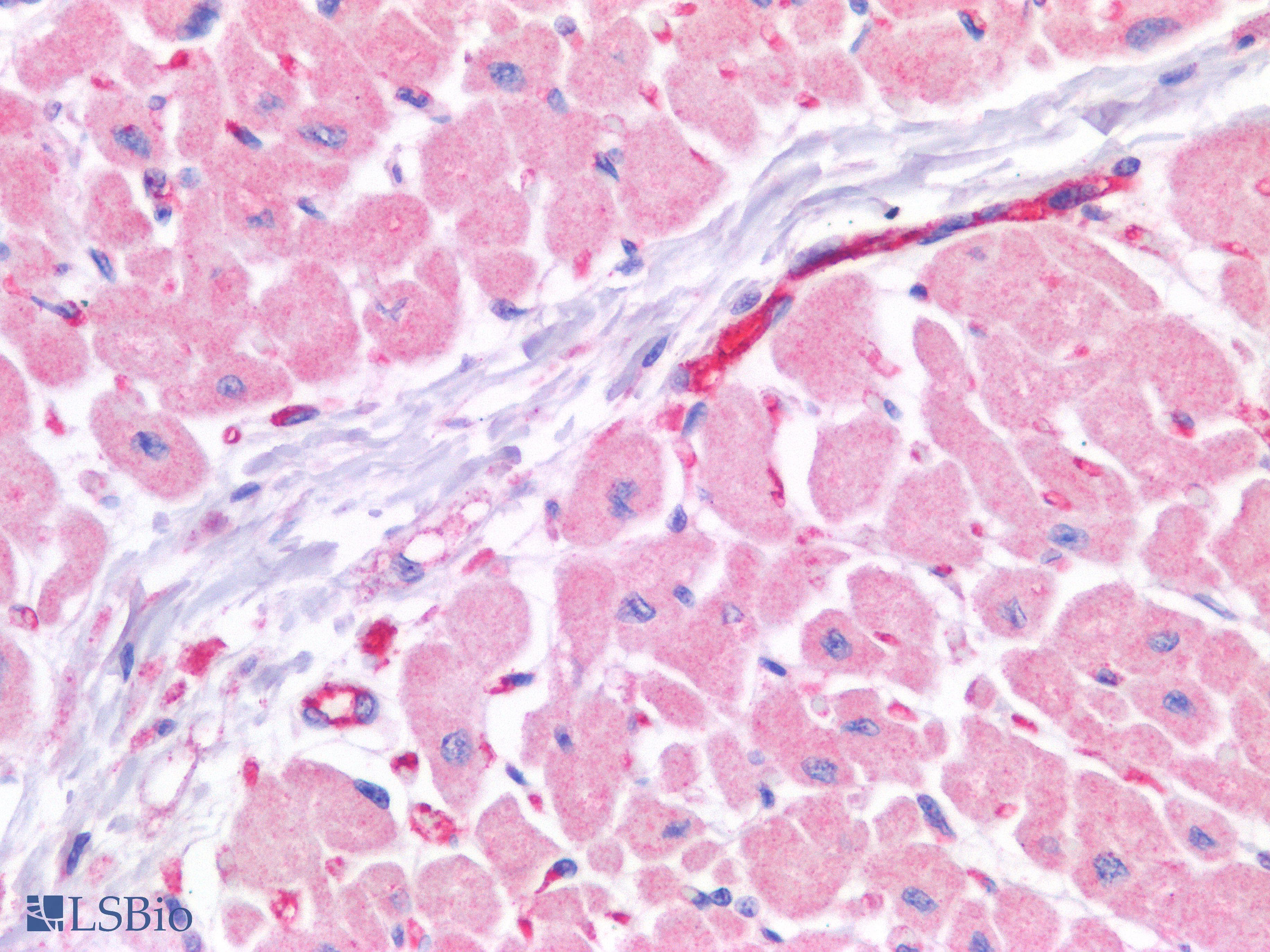 PathPlus™ TJP1 / ZO-1 Antibody