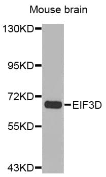 EIF3D Antibody