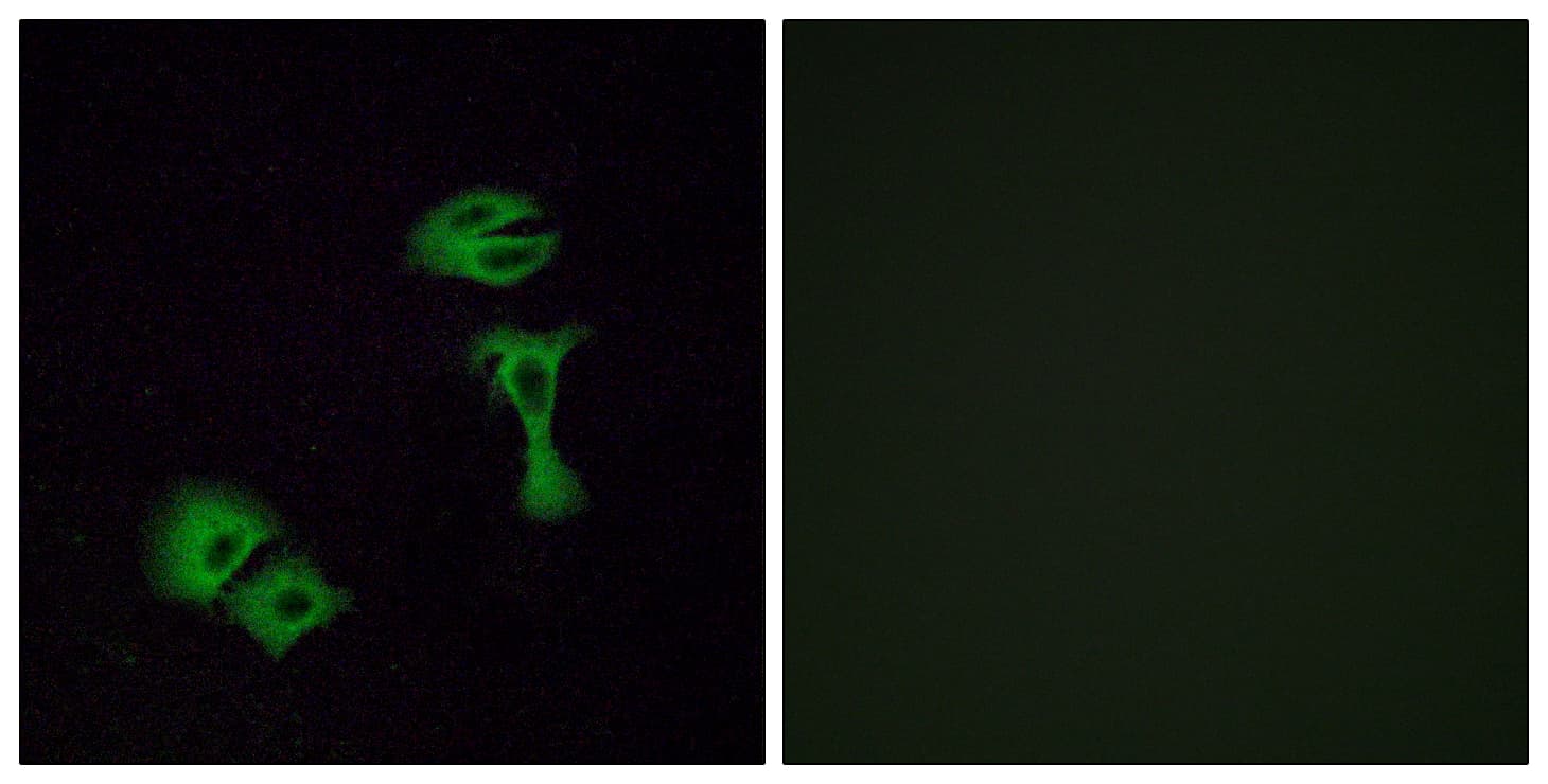 Polyclonal Rabbit anti-Human OR51A2 Antibody (aa201-250, IF, WB)