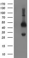 BECN1 / Beclin-1 Antibody (clone OTI2A7)