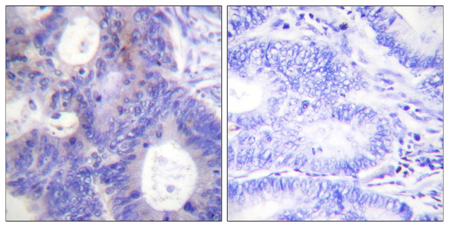 PTGES3 / p23 Antibody (phospho-Ser113)