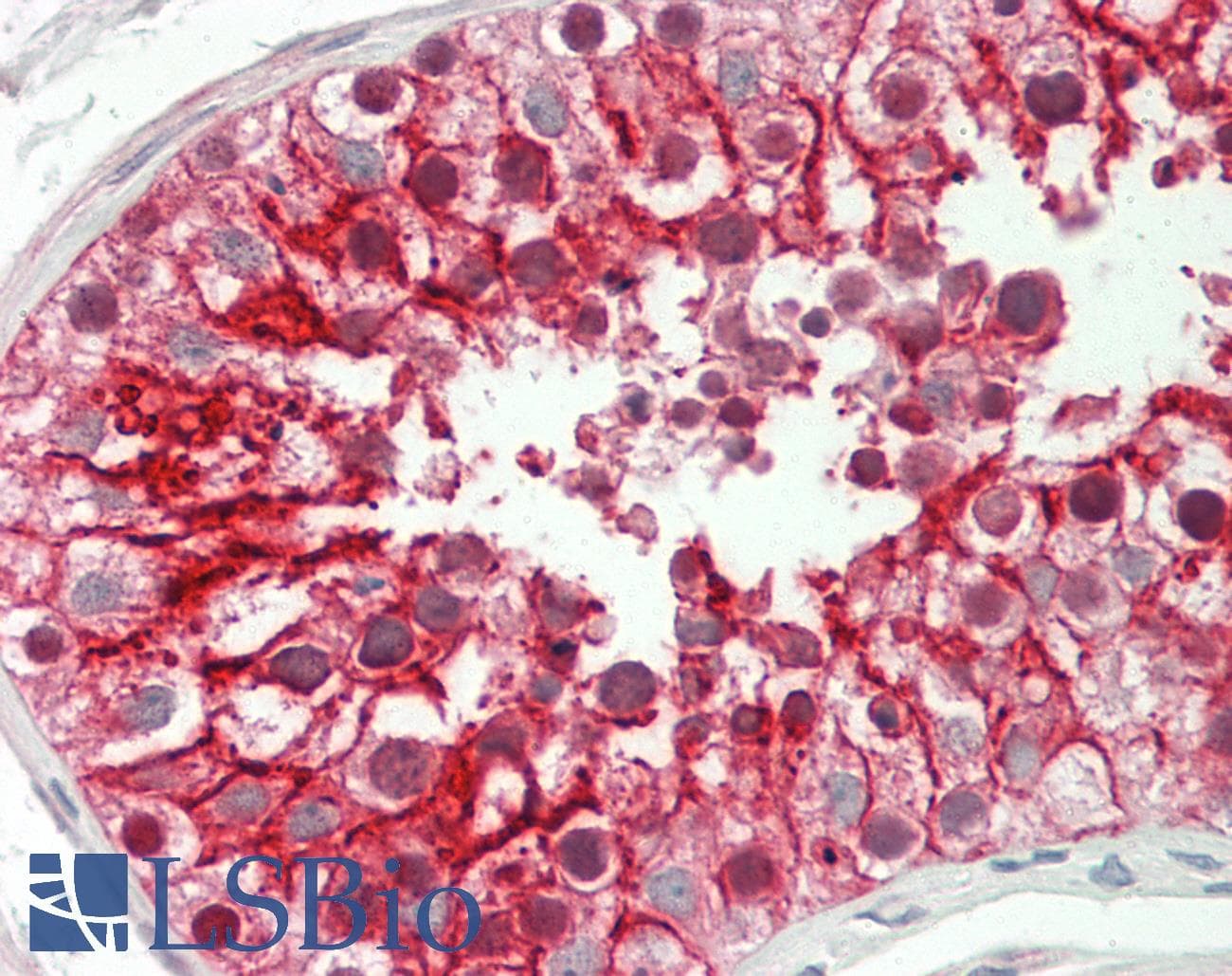 IHC-plus™ DHPS Antibody (aa51-100)