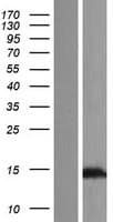 TEX12 Protein (Over-Expression Lysate Myc-DDK (Flag))