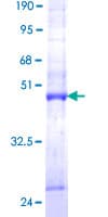 Human MTFP1 Protein (Recombinant GST)