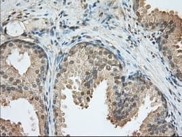 PDE4A / PDE4 Antibody (clone OTI3D4)