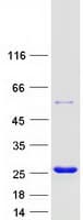 Human DR1 / NC2 Protein (Recombinant Myc-DDK (Flag))