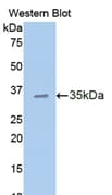 CDH1 / E Cadherin Antibody (aa155-882, FITC)