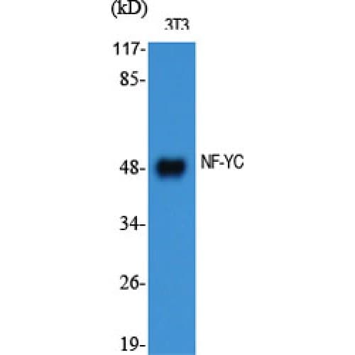 NFYC Antibody (10-90 aa, N-terminal)