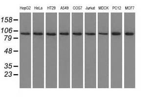 USP5 Antibody (clone OTI2E3)