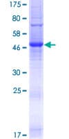 Human TMEM176A / HCA112 Protein (Recombinant GST)