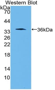 WNT10B Antibody (aa30-322)