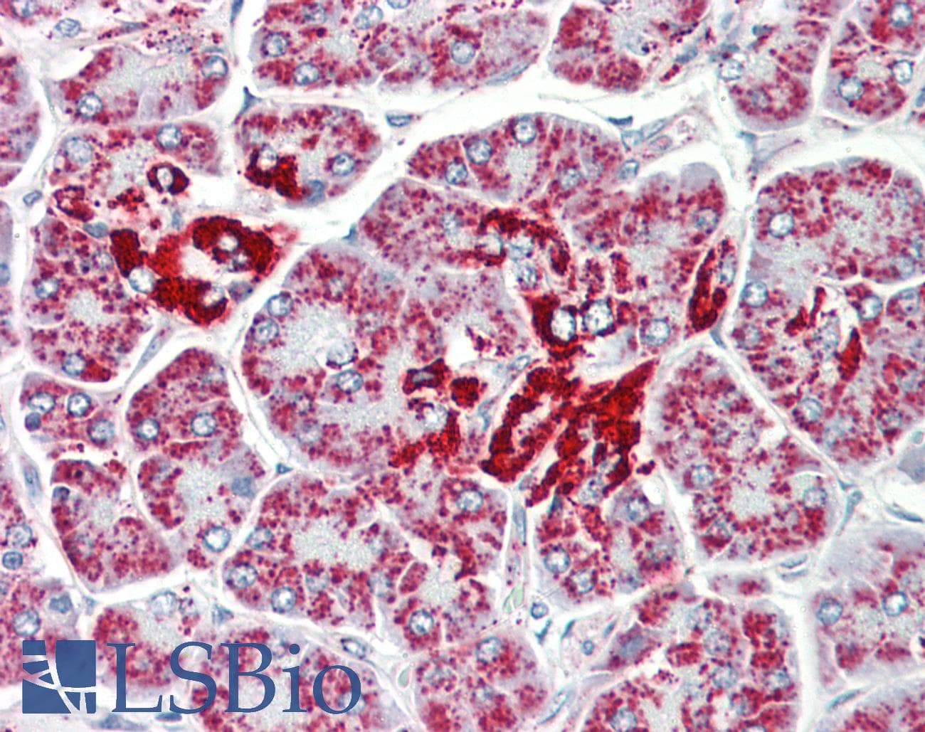 IHC-plus™ ECI1 / DCI Antibody (aa275-302)