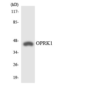 Polyclonal Rabbit anti-Human OPRK1 / Kappa Opioid Receptor Antibody (aa312-361, WB)