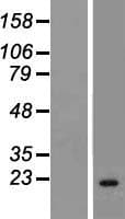 CIB3 Protein (Over-Expression Lysate Myc-DDK (Flag))