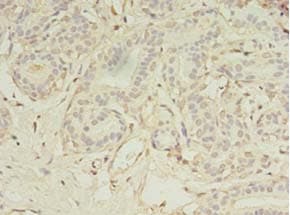 MS4A7 Antibody