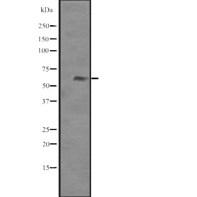 PAX8 Antibody