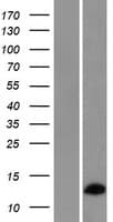RPL36AL Protein (Over-Expression Lysate Myc-DDK (Flag))