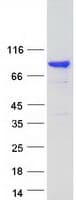 Human SH3KBP1 / CIN85 Protein (Recombinant Myc-DDK (Flag))