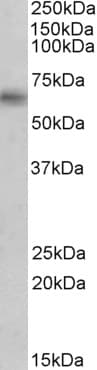 IHC-plus™ MAOB / Monoamine Oxidase B Antibody (aa331-343)