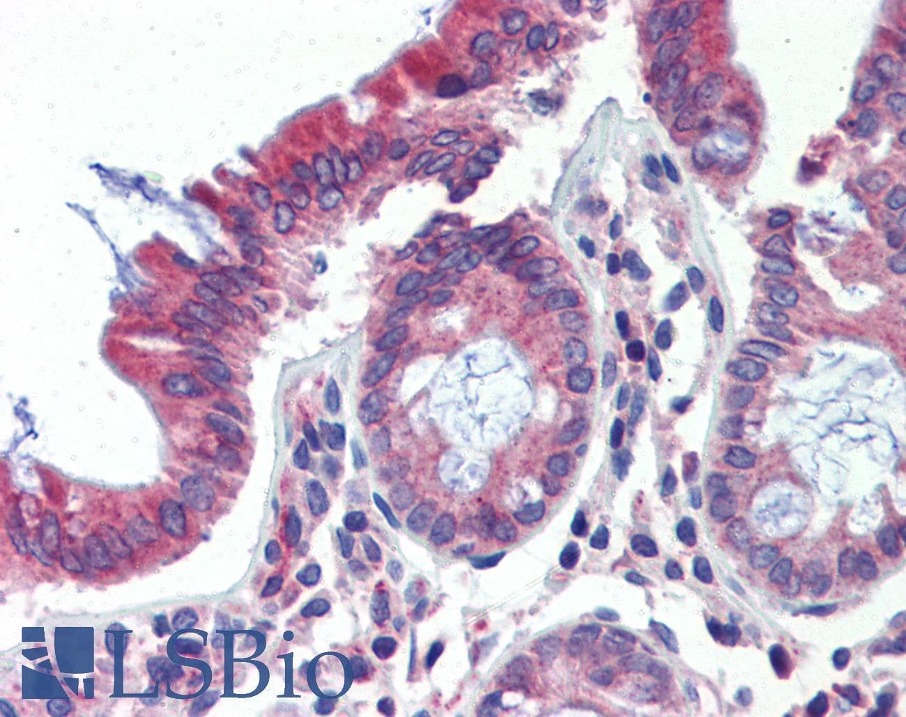 POLDIP3 / p46 Antibody (aa326-375)